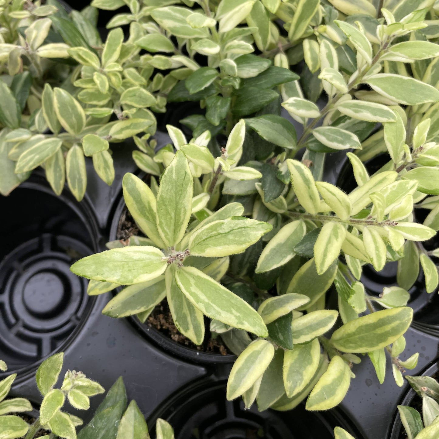 Lipstick 'Bolero Bicolor' Plant - 4" Live Plant
