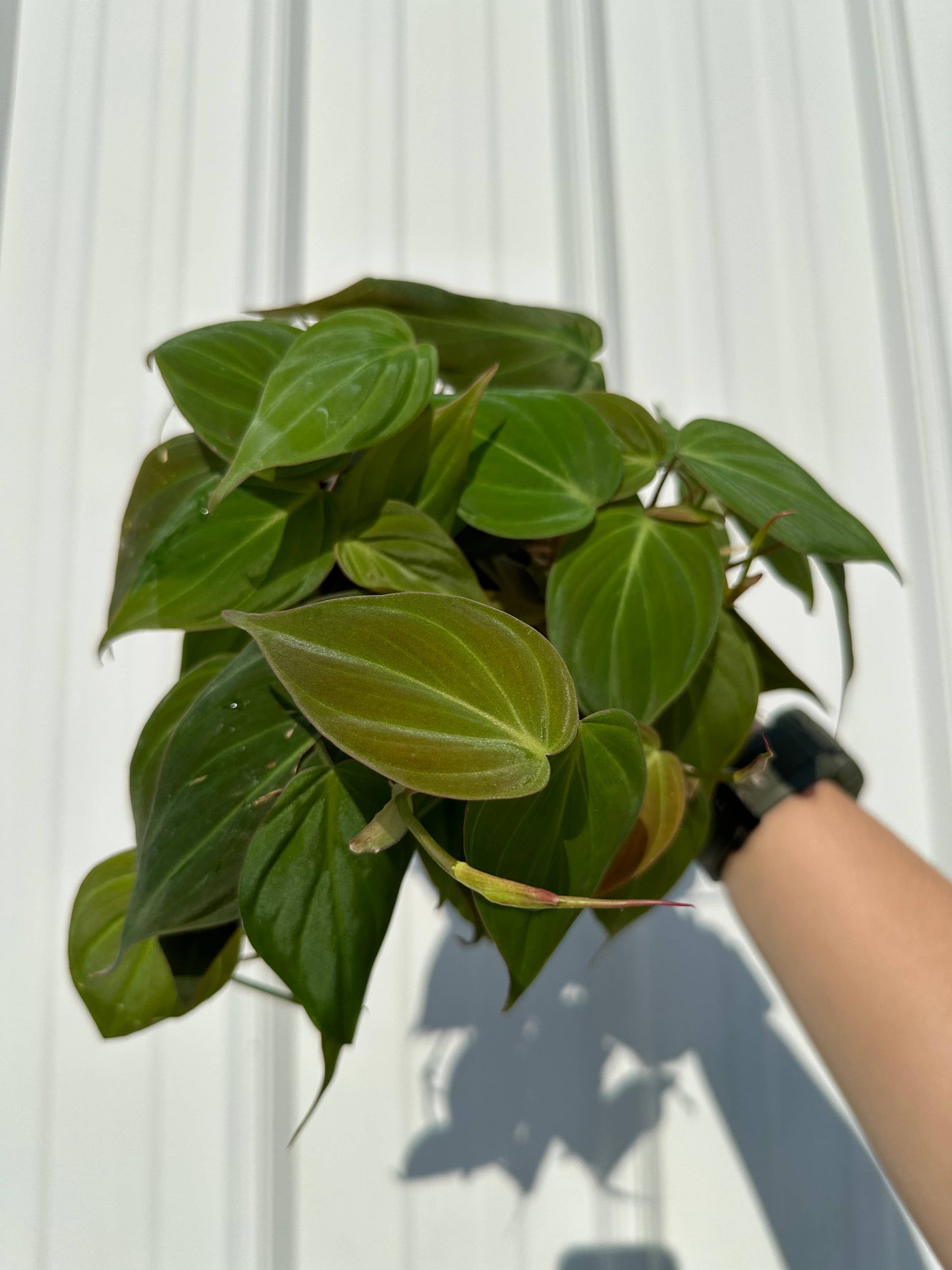 PHILODENDRON Mican Live Plant 4in