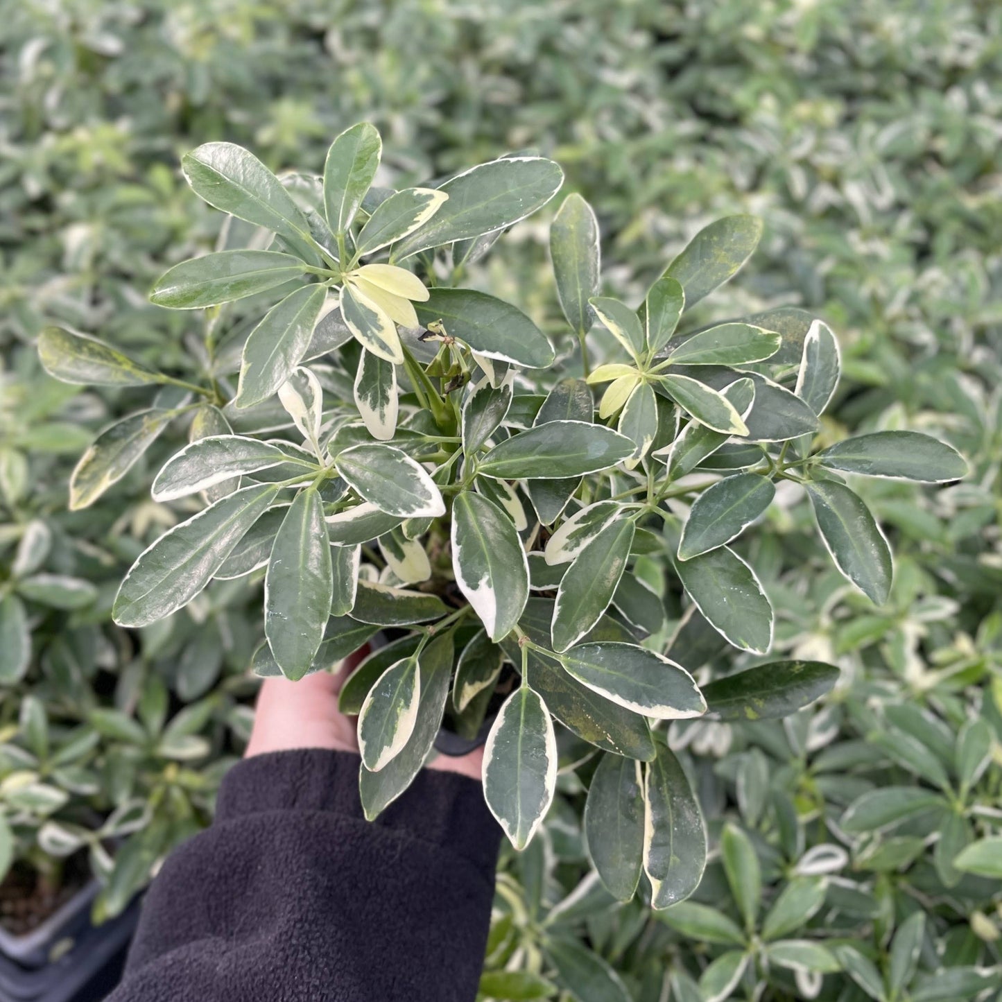 Variegated Schefflera Arboricola -  Live Plant