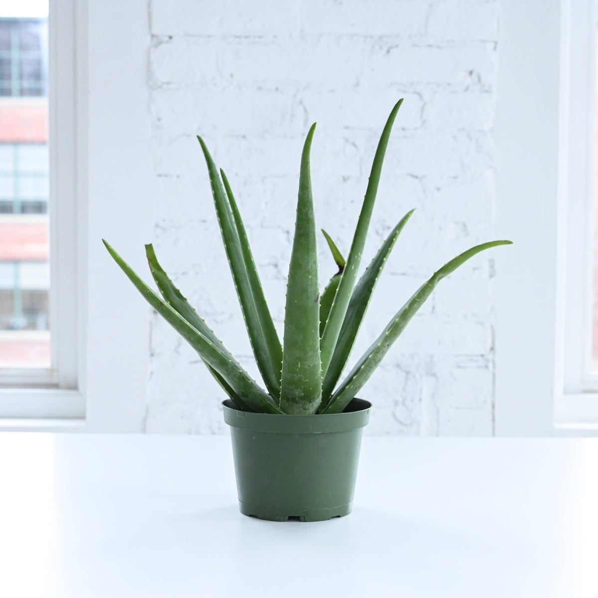 Aloe Vera Plant - Live Plant