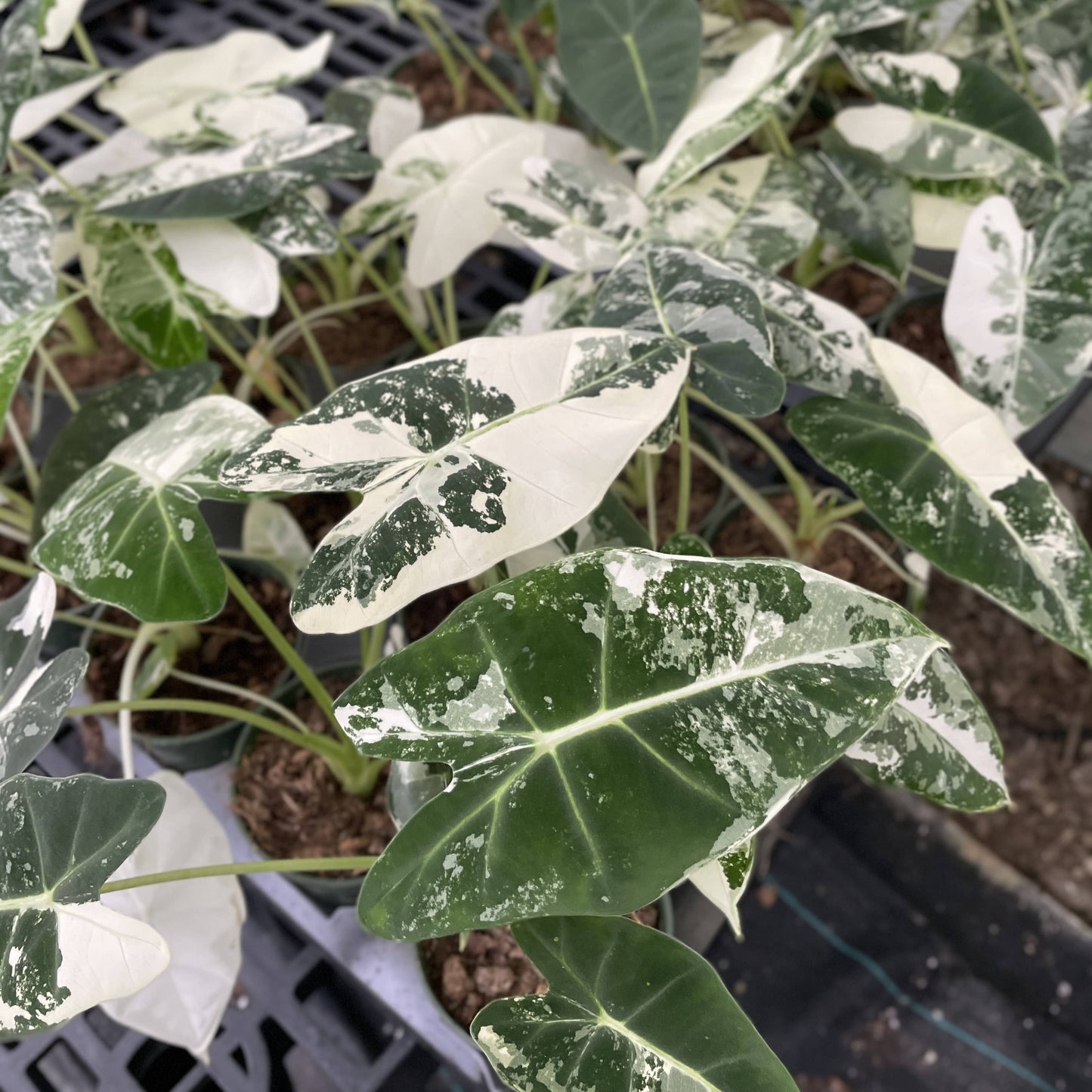 Variegated Alocasia Frydek - 4" Live Plant