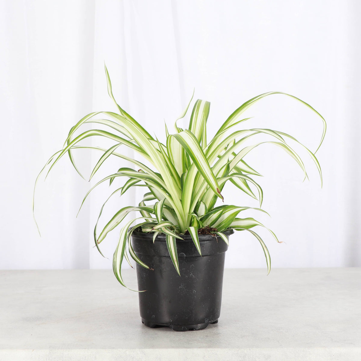 Spider Plant - Live Plant