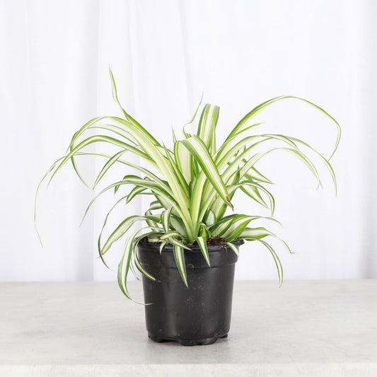 Spider Plant - Live Plant