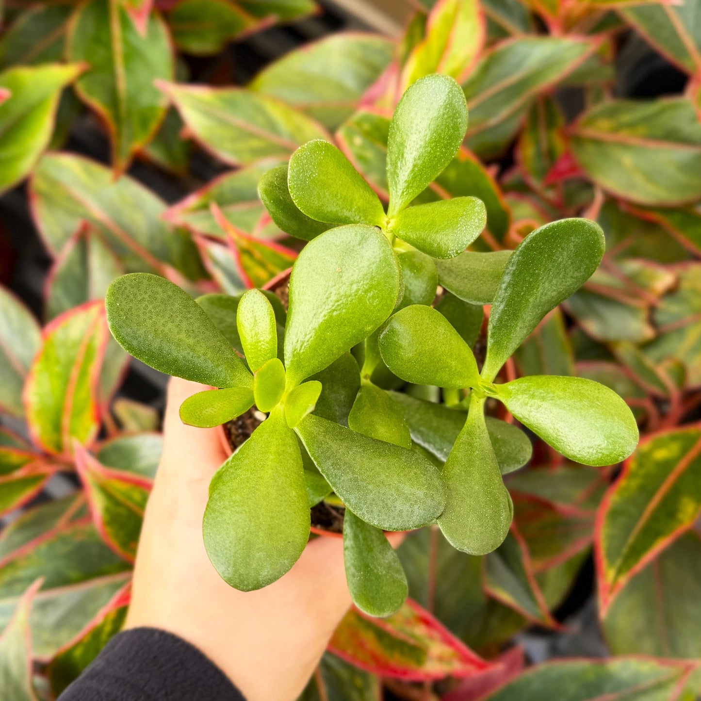 Jade Succulent Plant - Live Plant