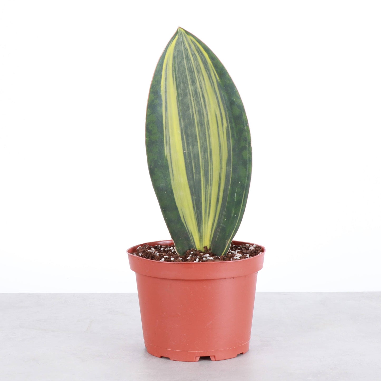 Variegated Whale Fin Snake Plant - Live Plant - Rare
