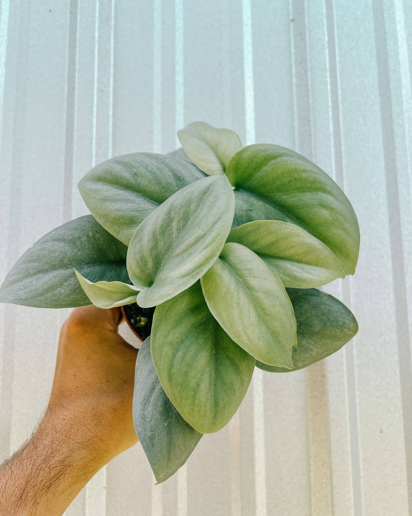 4" Scindapsus Pictus 'Platinum'