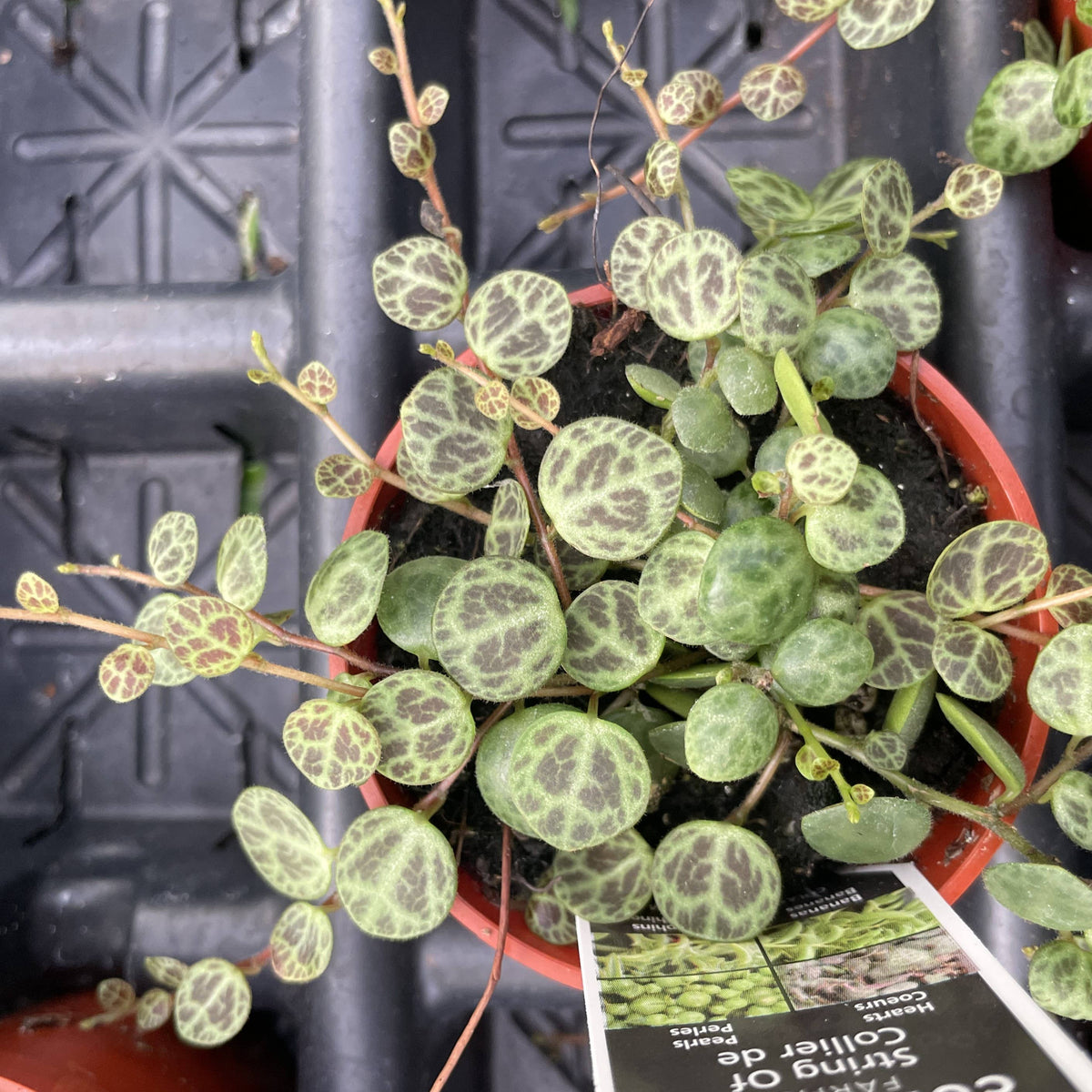 String of Turtles - Live Plant