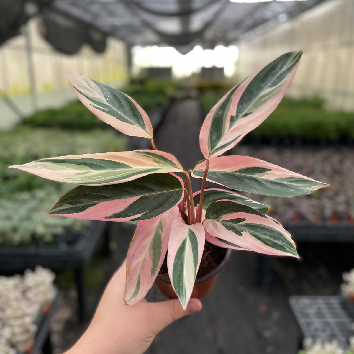 Stromanthe Triostar - Live Plant