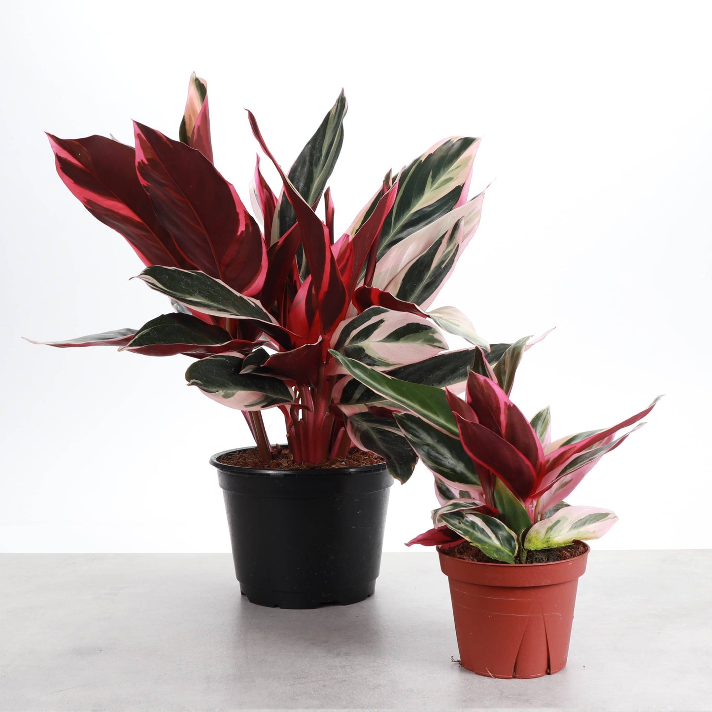 Stromanthe Triostar - Live Plant