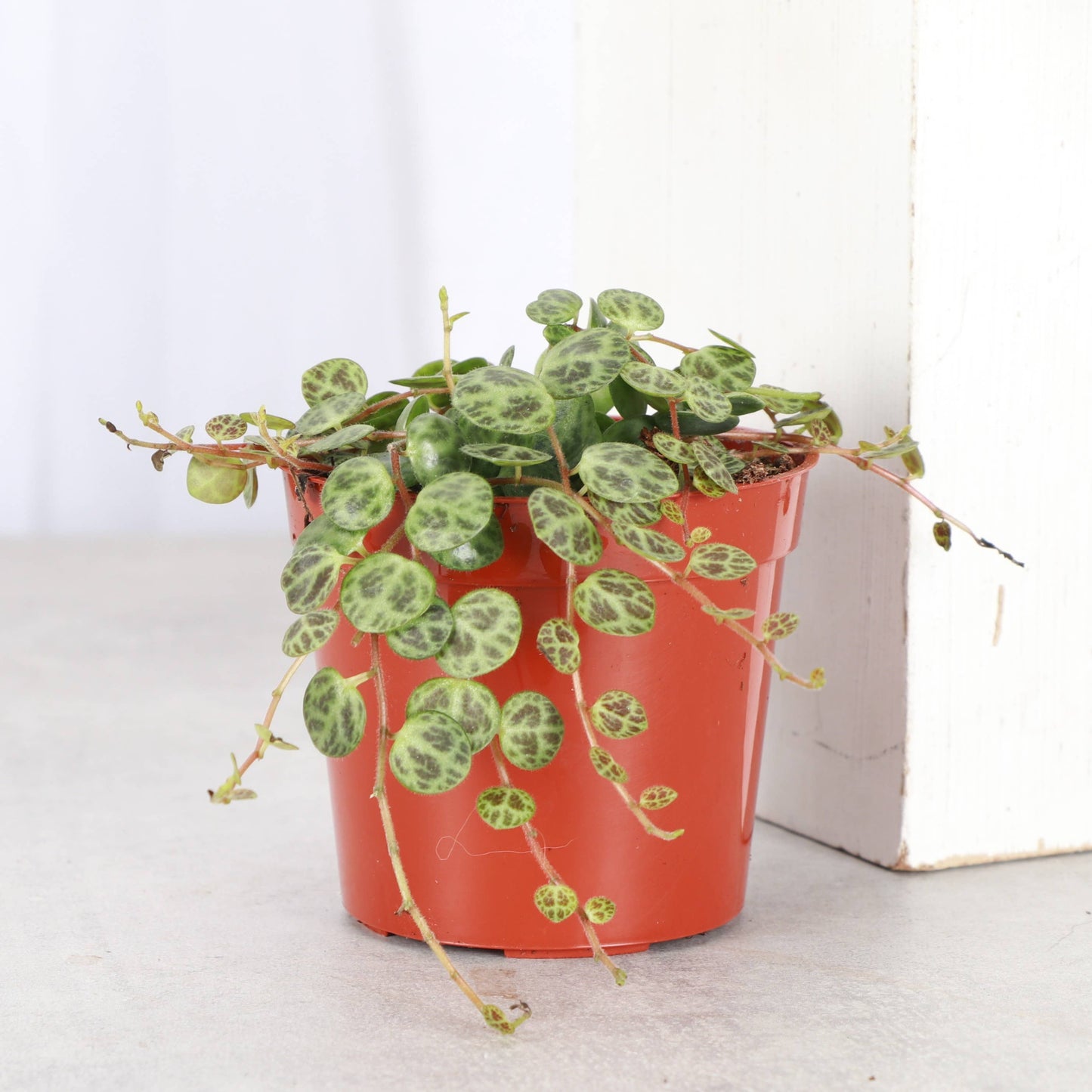 String of Turtles - Live Plant