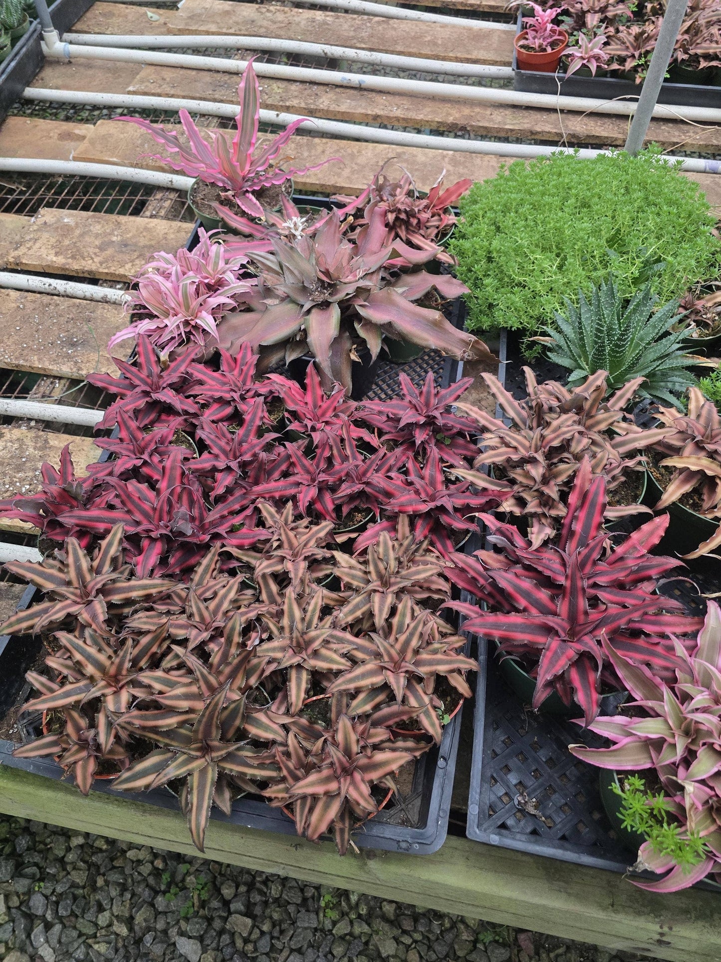 Bromeliad Pink Star 4 inch pot