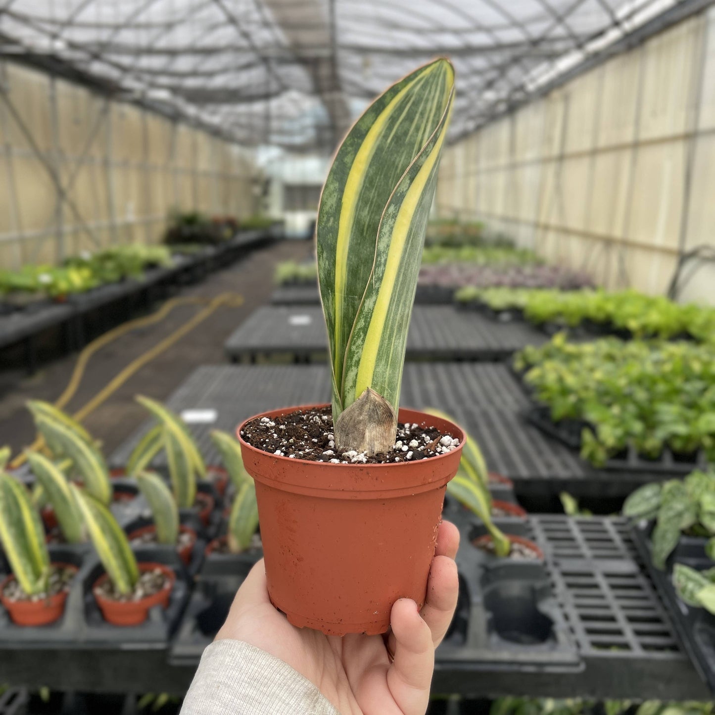 Variegated Whale Fin Snake Plant - Live Plant - Rare