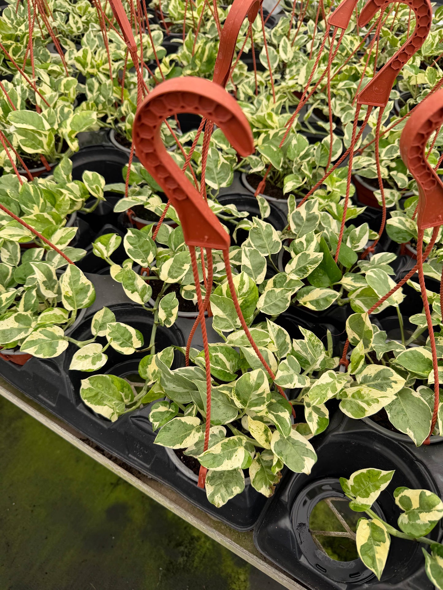 POTHOS N'Joy HB Live Plant 6in