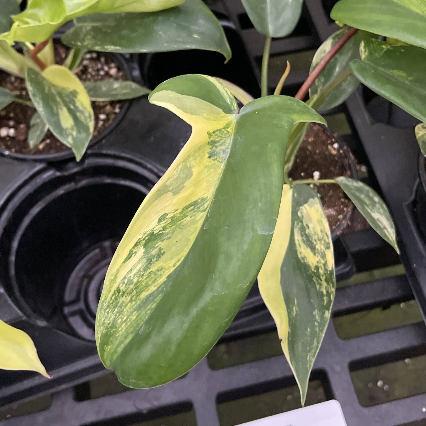 Variegated Florida Beauty Philodendron - 4" Live Rare Plant