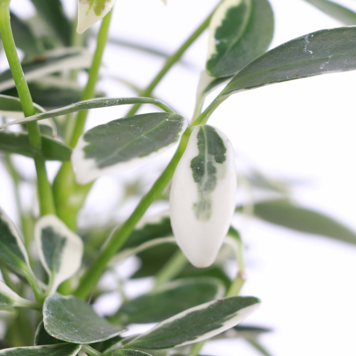 Variegated Schefflera Arboricola -  Live Plant