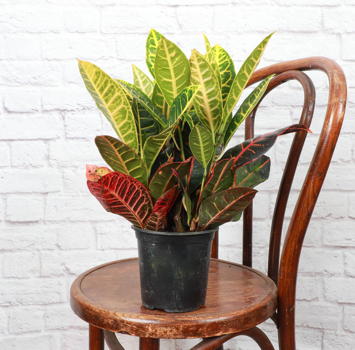 Petra Croton - Live Plant