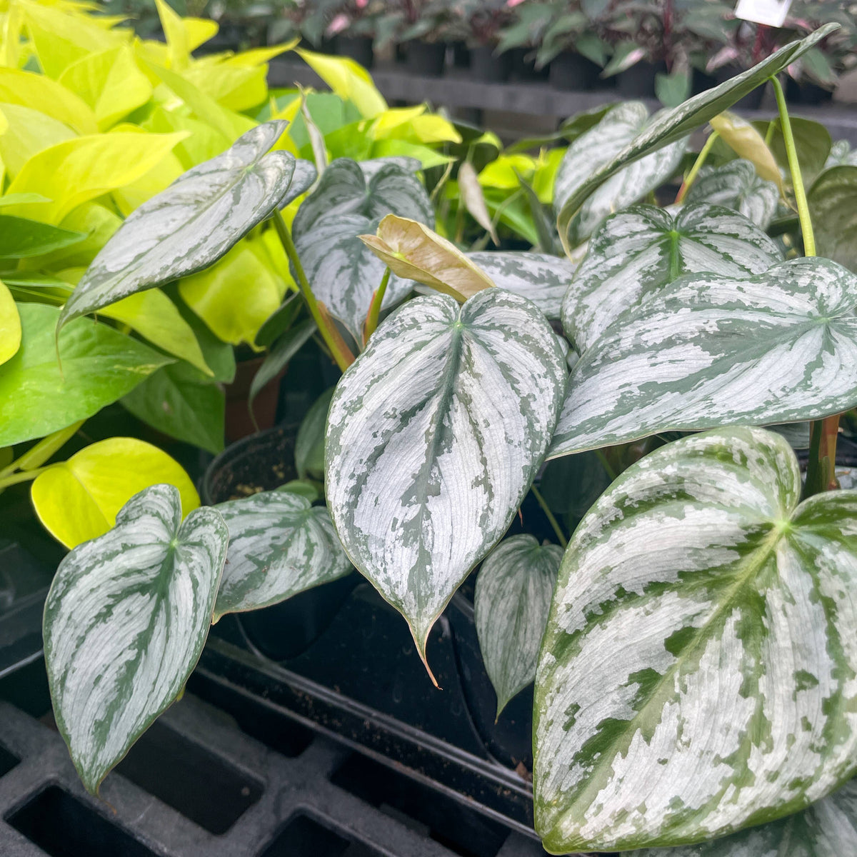 Philodendron Brandtianum - Live Plant