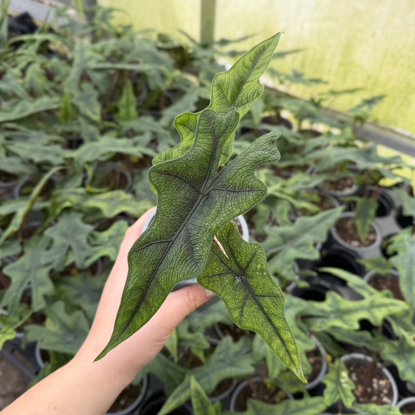 Alocasia Jacklyn - 4" Live Plant - RARE