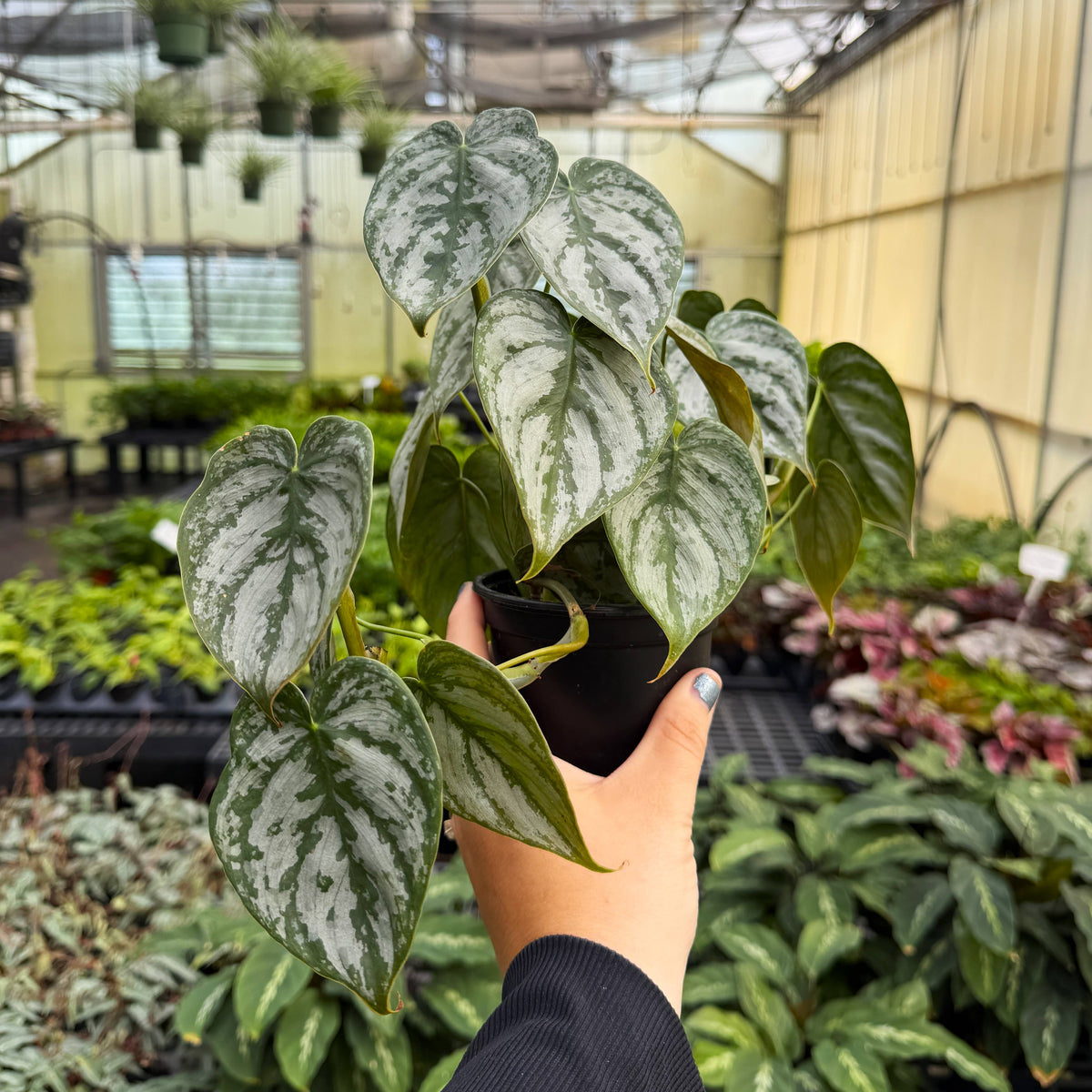 Philodendron Brandtianum - Live Plant