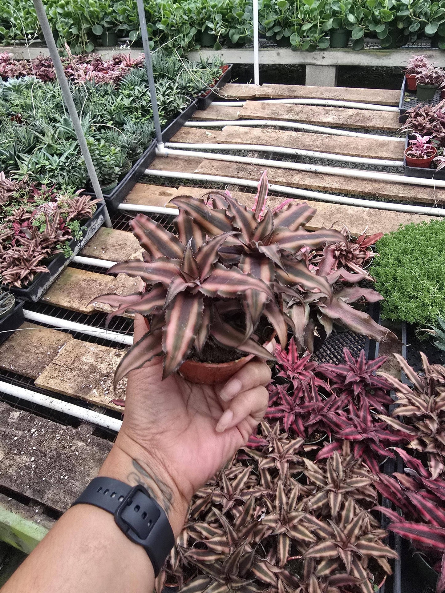 Bromeliad Pink Star 4 inch pot