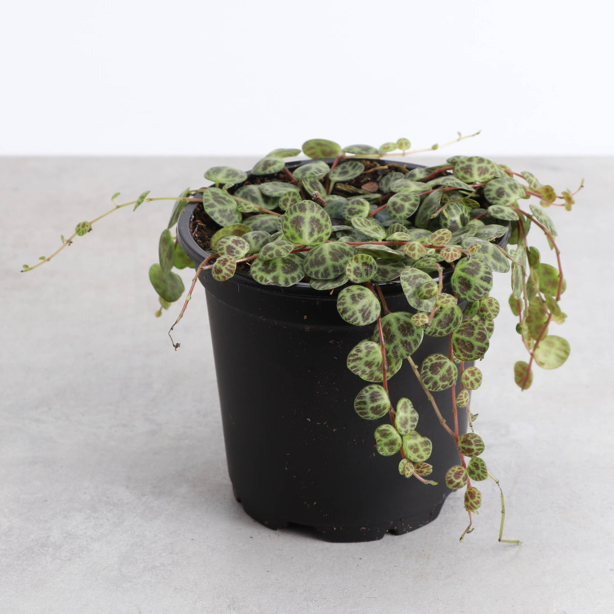 String of Turtles - Live Plant