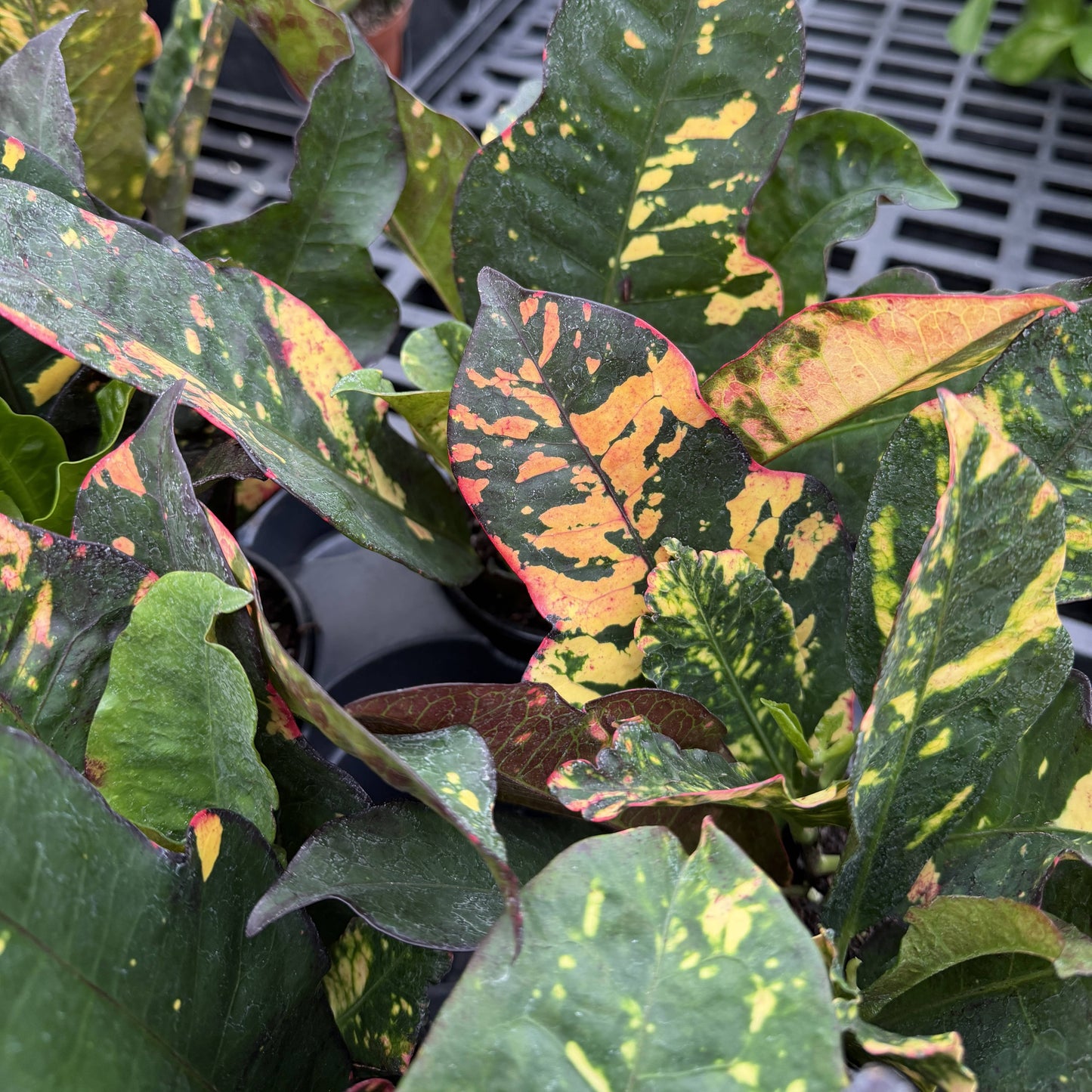 Multicolor Croton 'Magnificent' - 4" Live Plant