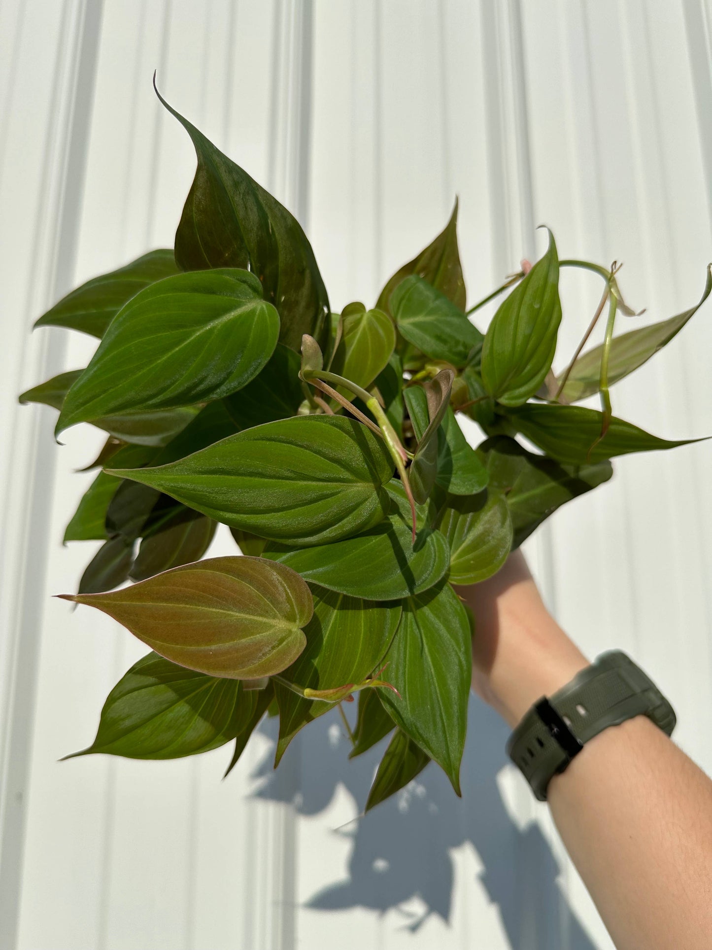 PHILODENDRON Mican Live Plant 4in