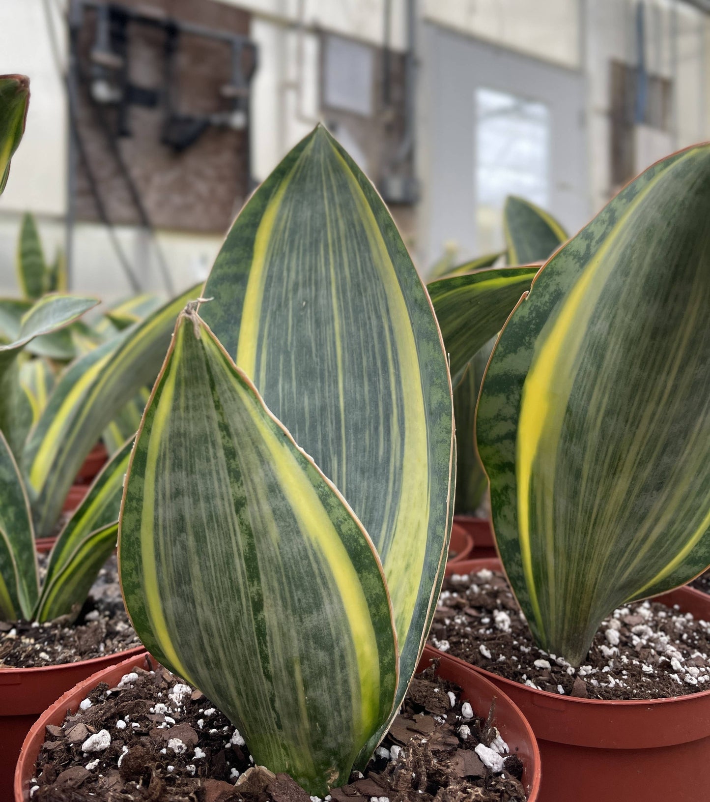 Variegated Whale Fin Snake Plant - Live Plant - Rare