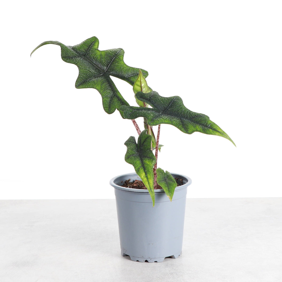 Alocasia Jacklyn - 4" Live Plant - RARE