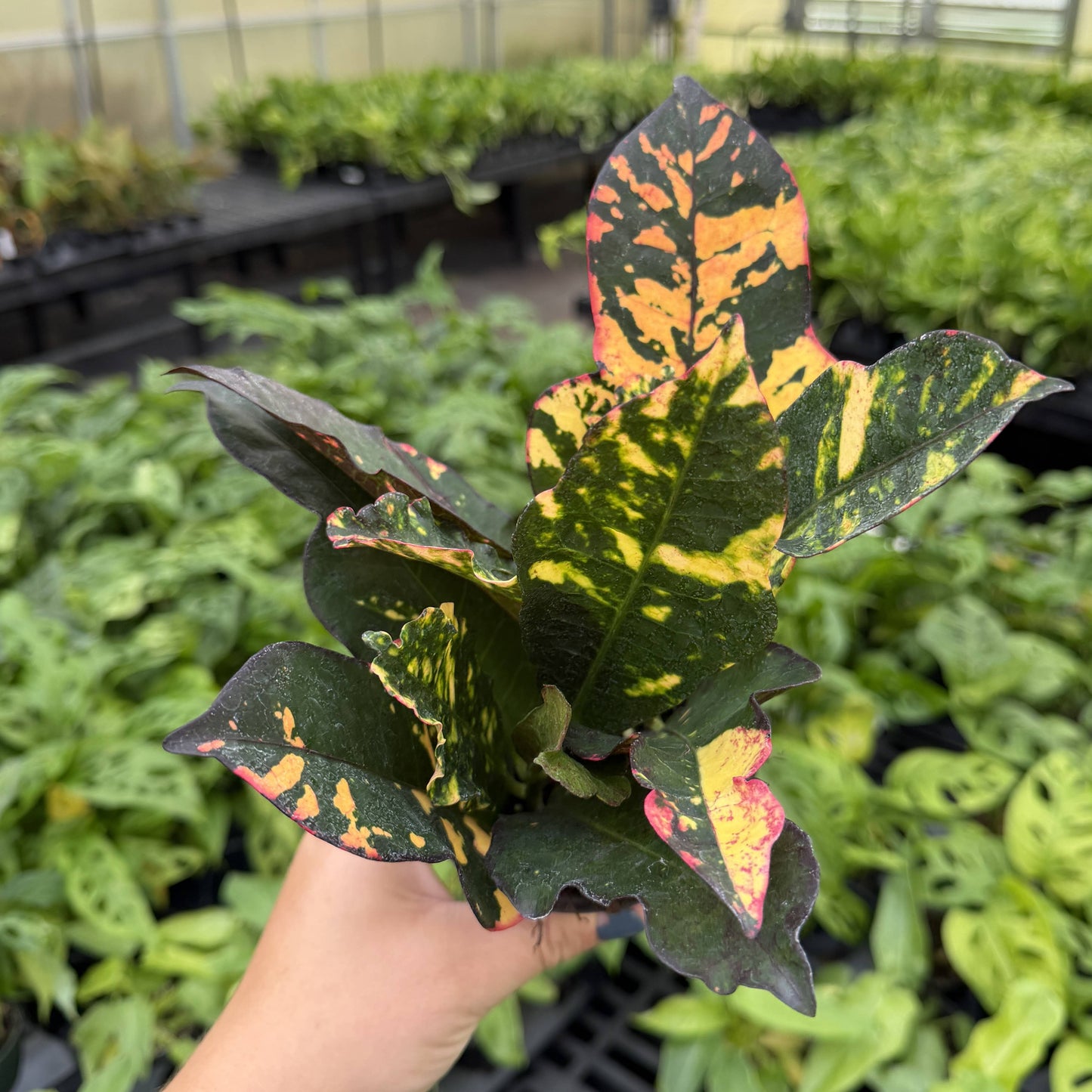 Multicolor Croton 'Magnificent' - 4" Live Plant