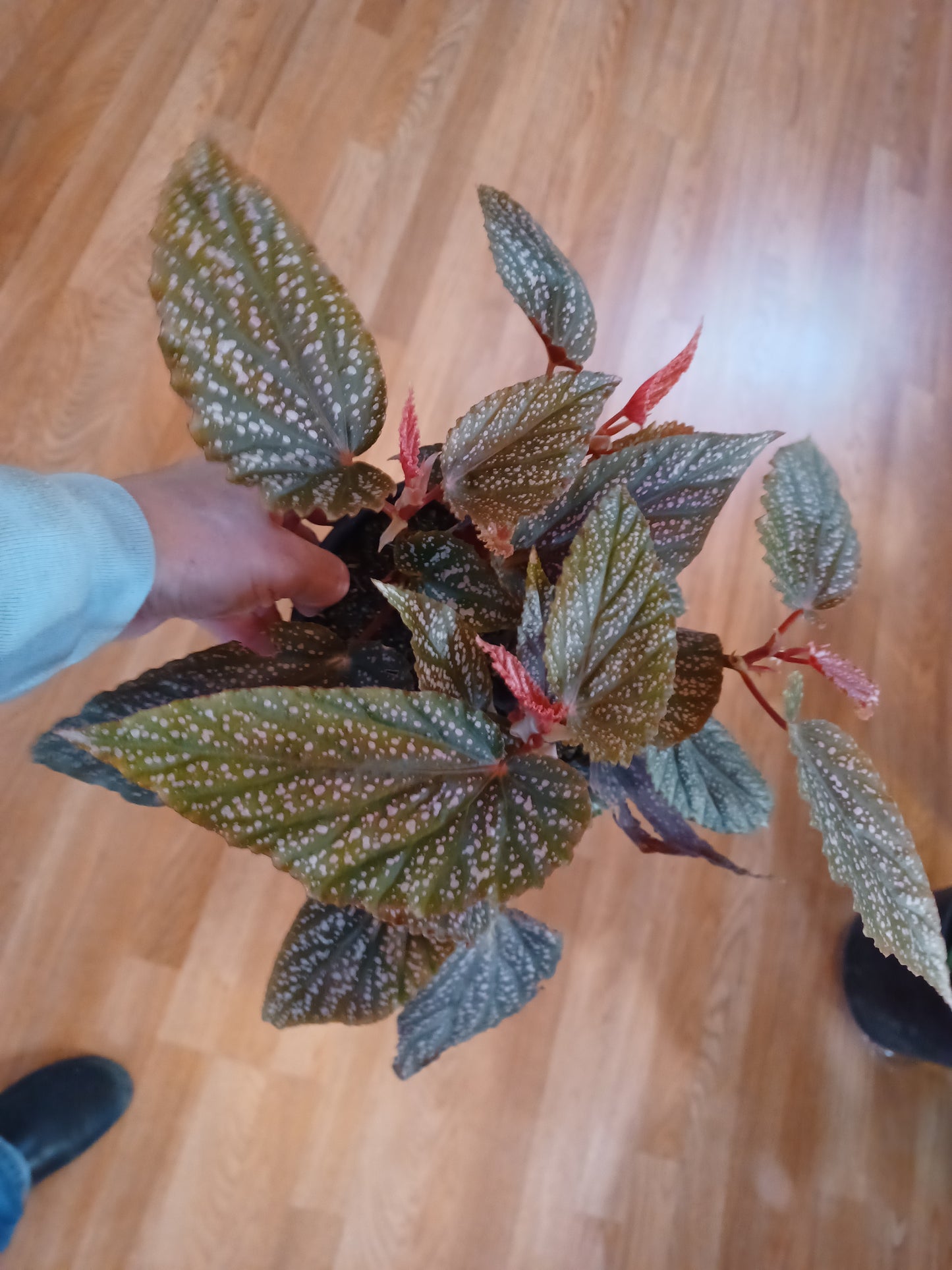 Begonia Benigo, 6" pot