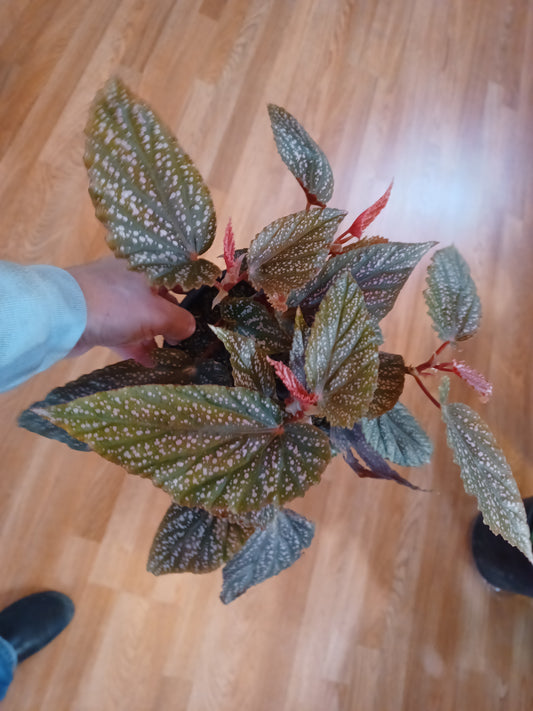 Begonia Benigo, 6" pot