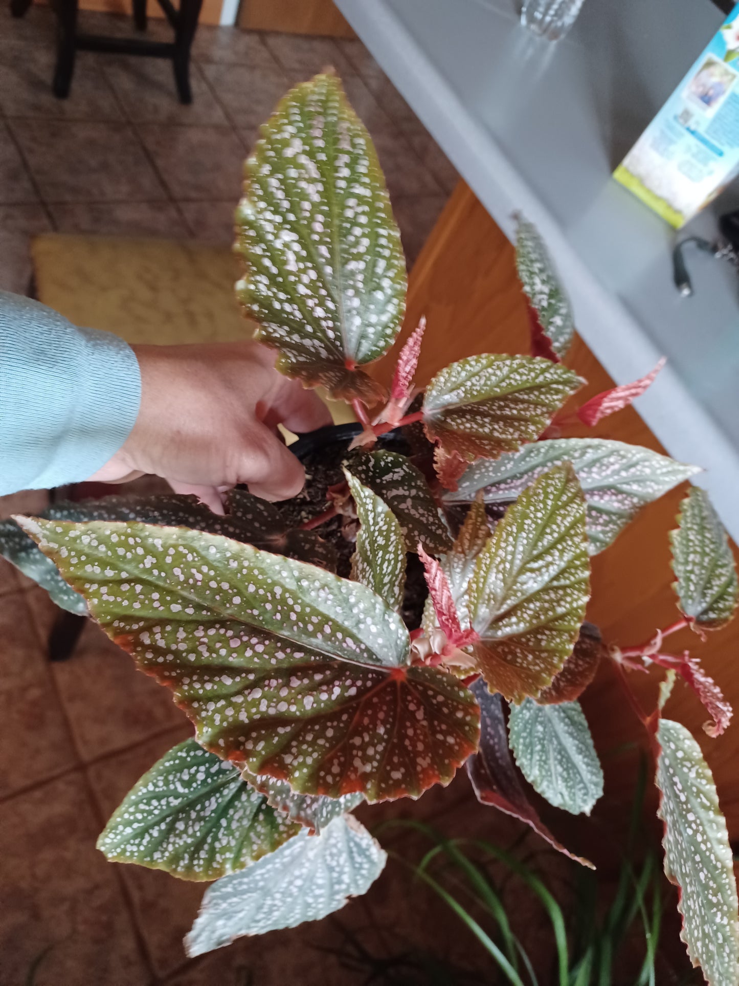 Begonia Benigo, 6" pot
