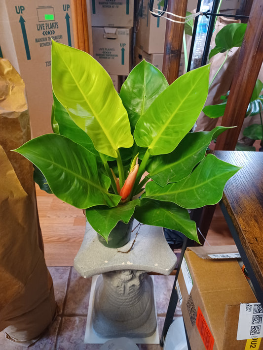 Philodendron Hederaceum "Moonlight", 12” pot