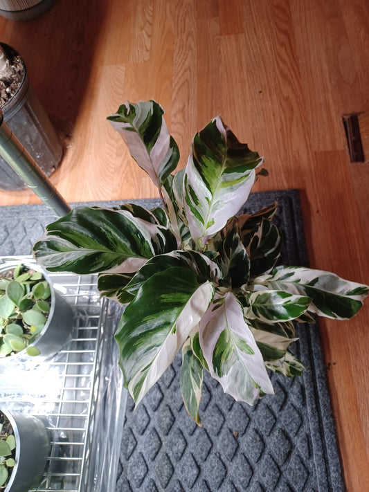 Calathea Leitzei (aka Fusion White), 6" pot