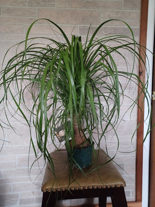 Ponytail Palm, 8" pot