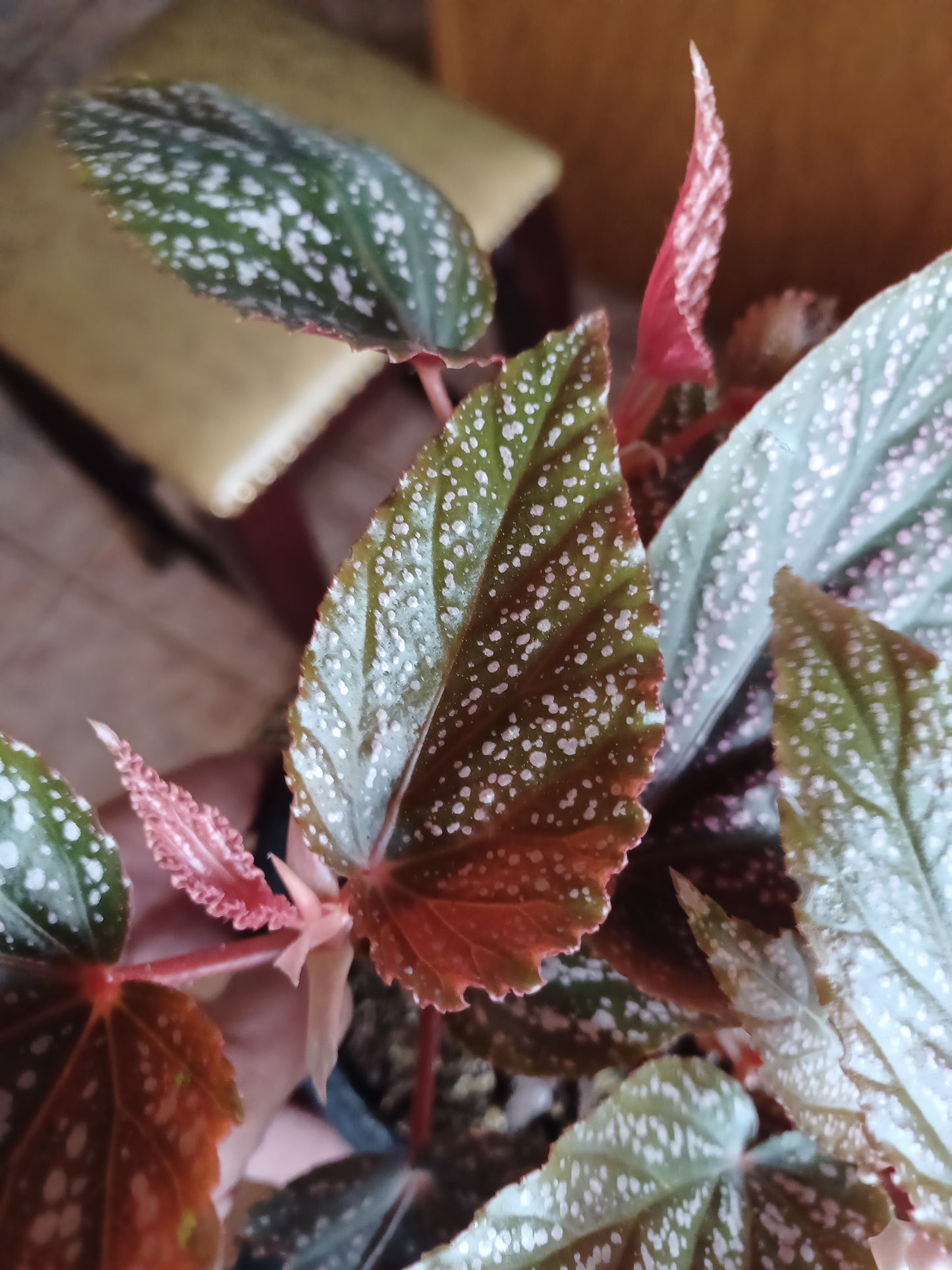 Begonia Benigo, 6" pot