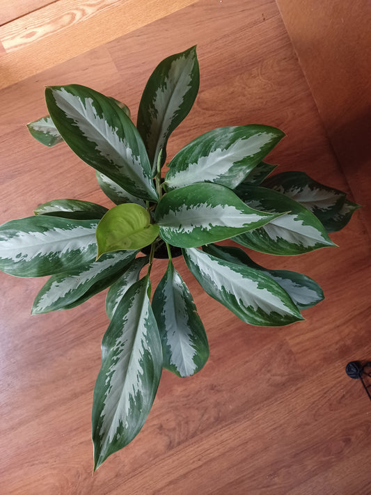 Aglaonema Commutatum aka Silver Queen, 6" Pot