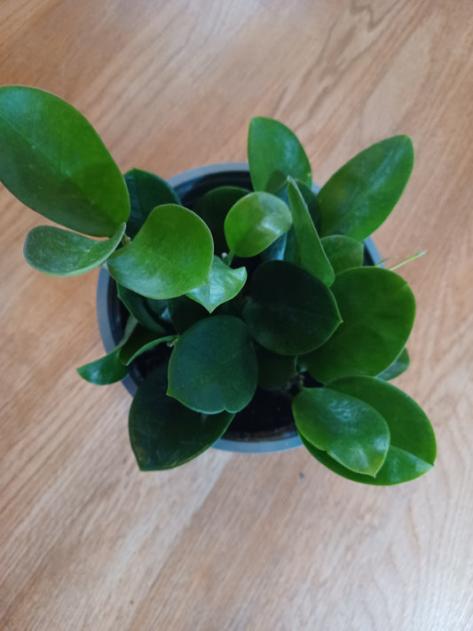 Hoya Australis, 6" pot