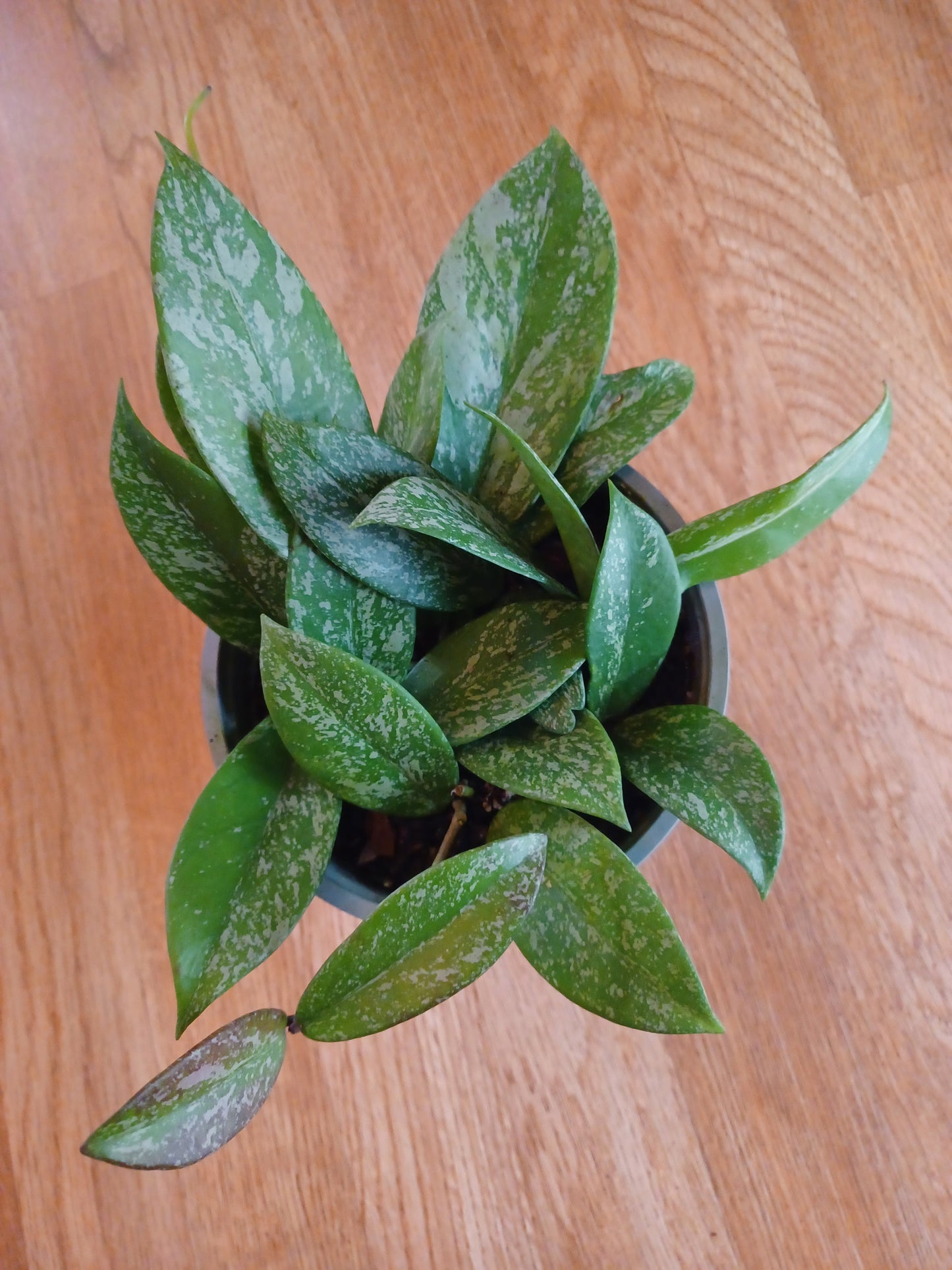 Hoya Pubicalyx 6" pot
