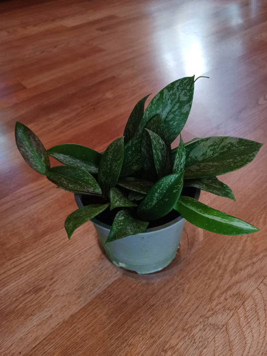 Hoya Pubicalyx 6" pot