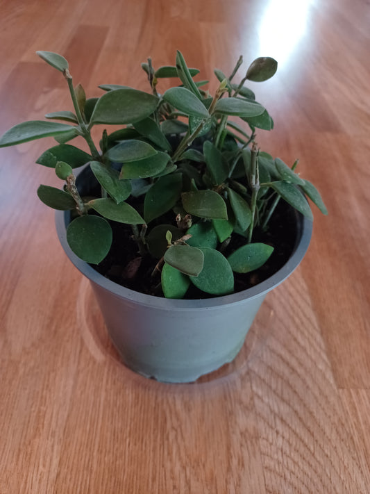 Hoya Lacunosa, 6" pot