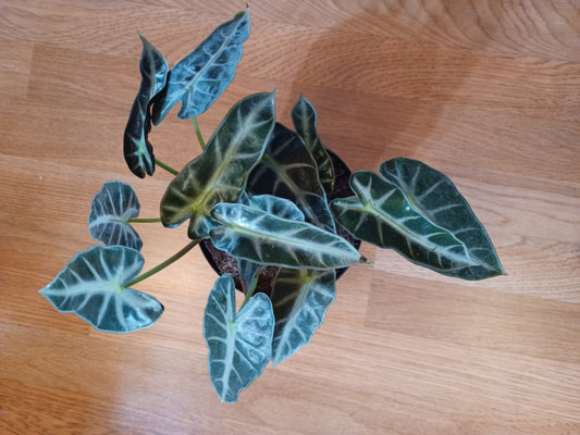 Alocasia Bambino, 6" pot