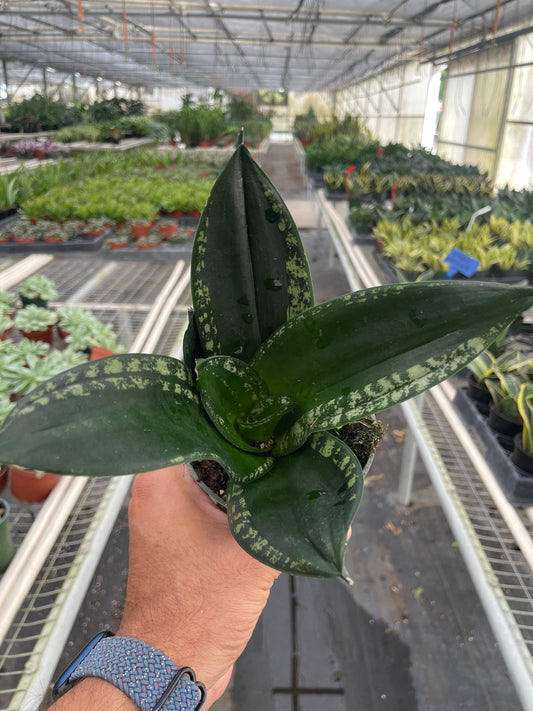 Snake Plant 'Whitney'- 4" Pot