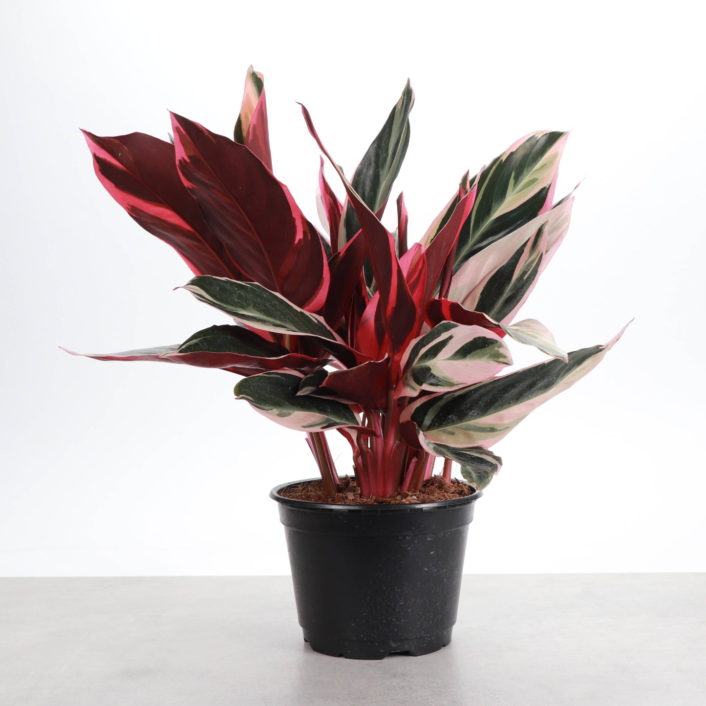 Stromanthe Triostar - Live Plant