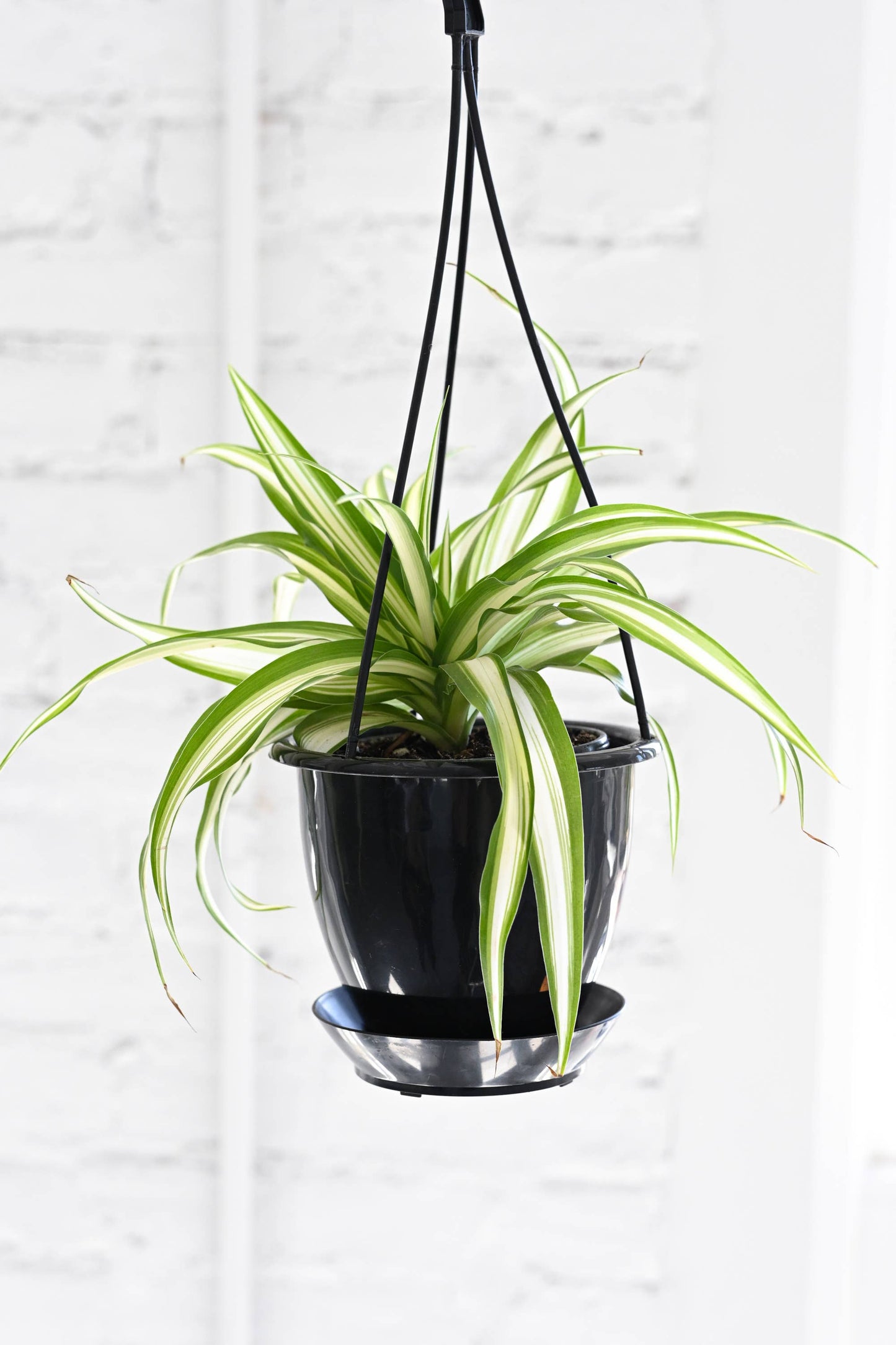 Spider Plant - Live Plant