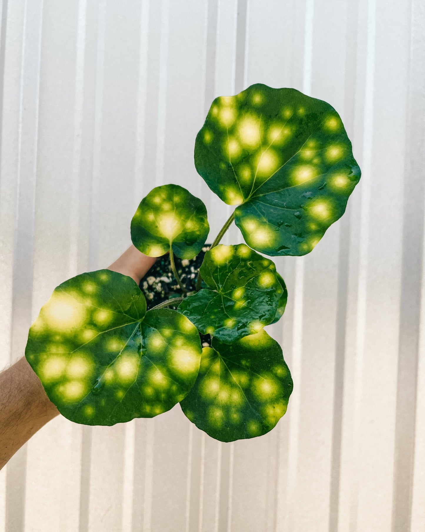 4" Farfugium 'Firefly'