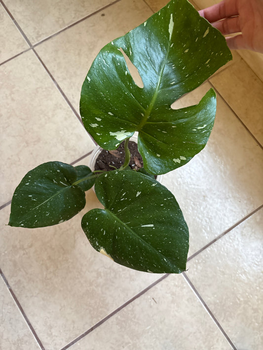 Monstera Thai Constellation 7” pot