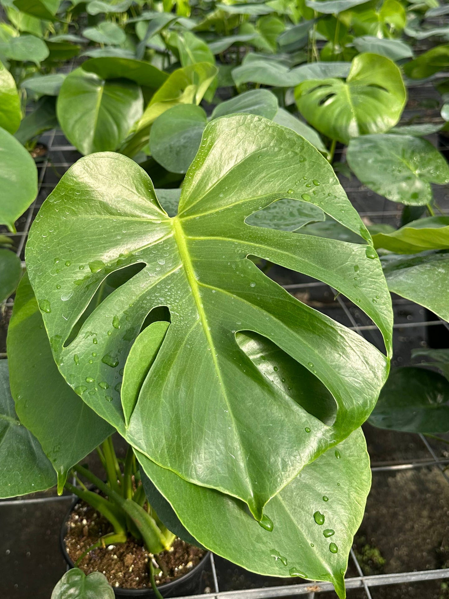 MONSTERA Deliciosa Live Plant 6in
