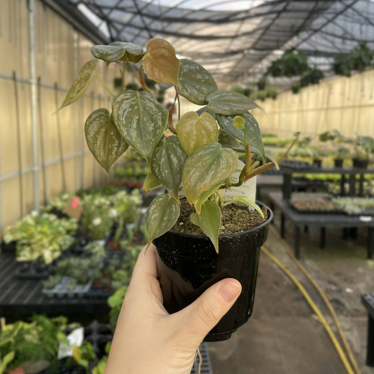 Philodendron Brandtianum - Live Plant